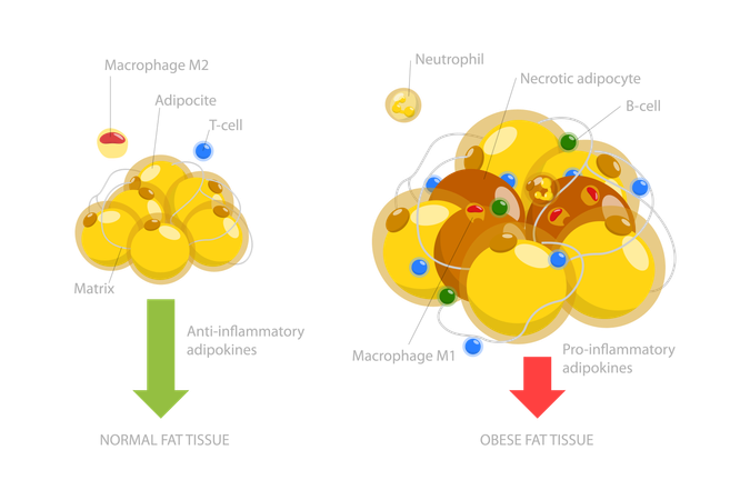 Tecido adiposo  Ilustração