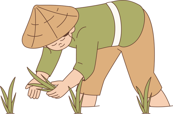 Thai Farmer Planting Rice in Paddy Field  Illustration