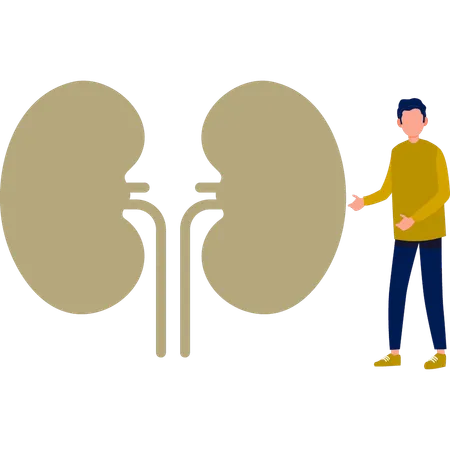 The boy is showing urinary system  Illustration