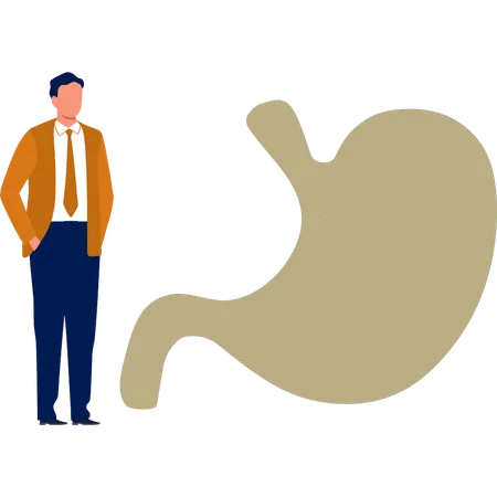 The doctor is presenting human stomach  Illustration