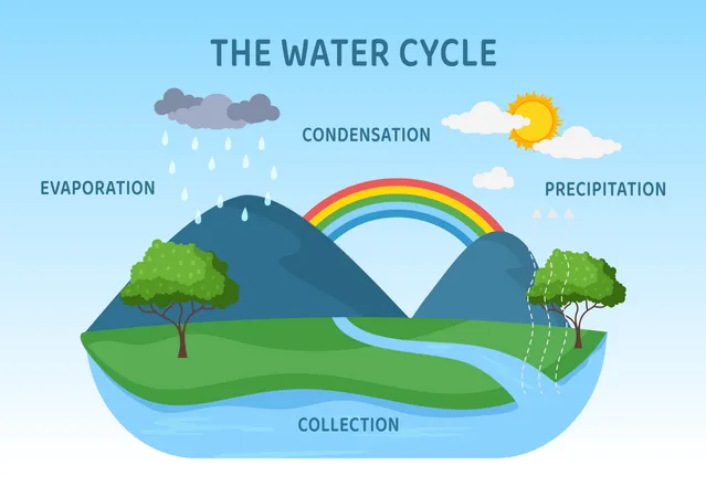 Water Cycle Of Evaporation Condensation Precipitation To Collection In Earth Natural Environment On Flat Cartoon Hand Drawn Template Illustration Illustration