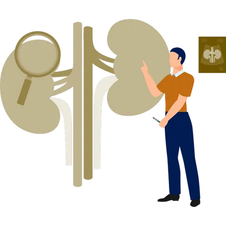 The man is searching kidney disease  Illustration