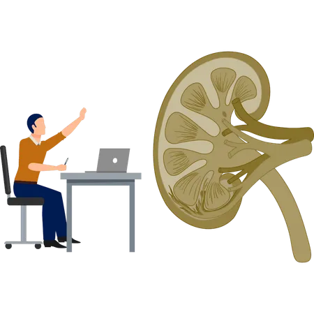 The man is working about kidney diseases  Illustration