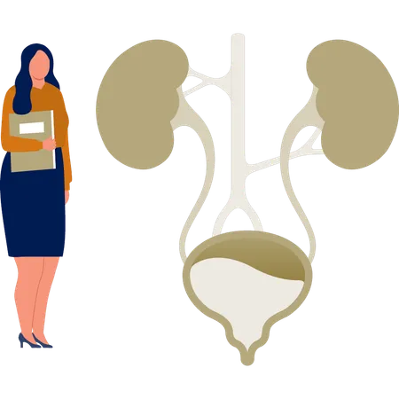 The office lady with file standing near urinary system examination  Illustration