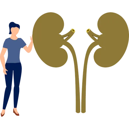 The young lady is touching kidney  Illustration