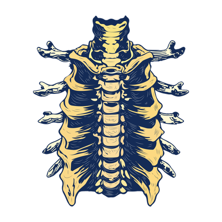 Thoracic Vertebrae  Illustration