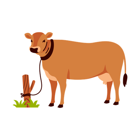 Tied Brown Cow  Illustration