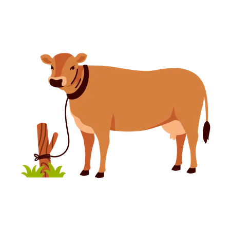 Illustration Of A Brown Cow Tied To A Wooden Post On A Patch Of Grass Against A White Background Illustration