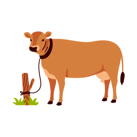 Tied Brown Cow  Illustration