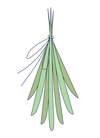 Tied bundle of long slender leaves  Illustration