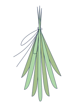Tied bundle of long slender leaves  Illustration