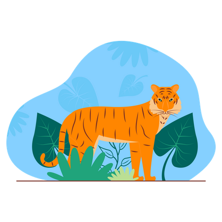 Tiger  Illustration