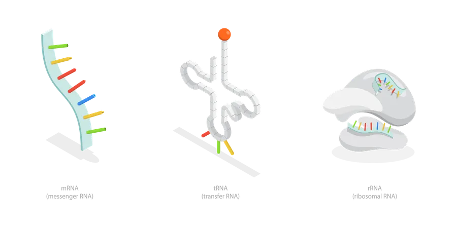 Tipos de RNA  Ilustração