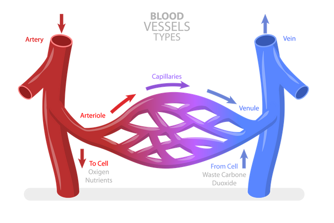Tipos de vasos sanguíneos  Ilustração