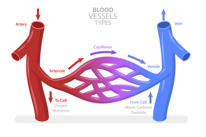 Ilustracao Conceitual De Vetor Plano Isometrico 3 D De Tipos De Vasos Sanguineos Fluxo Sanguineo Capilar No Sistema Circulatorio Ilustração
