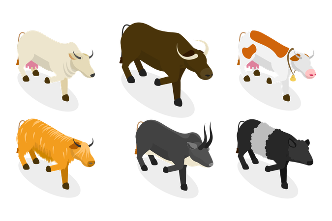 Toros y vacas  Ilustración