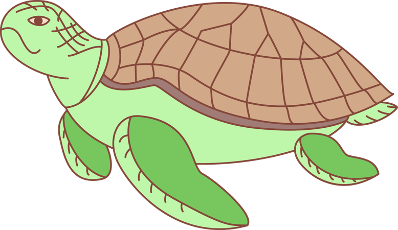Tortoise  Illustration