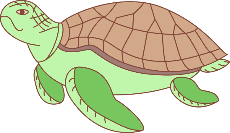 Tortoise  Illustration