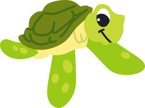 Tortue  Illustration