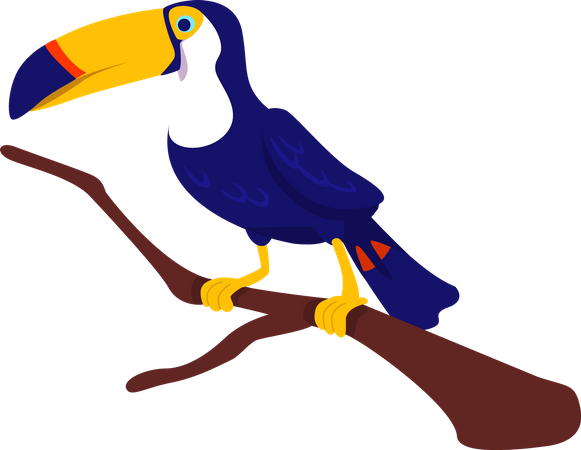 Toucan  Illustration