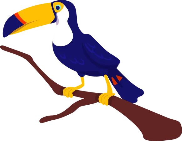 Toucan  Illustration