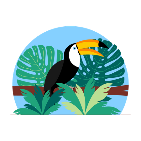 Toucan  Illustration