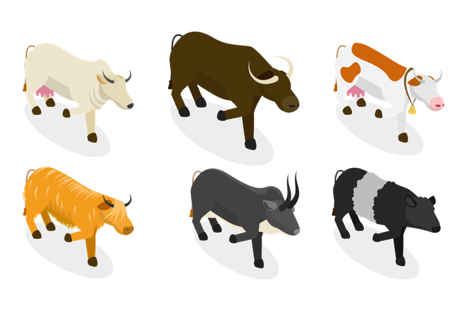 Touros e vacas  Ilustração