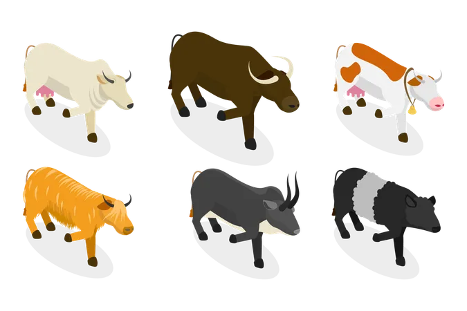 Touros e vacas  Ilustração