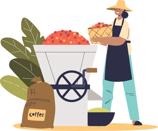 Trabajador agrícola poniendo granos de café en un molinillo para tostado industrial  Ilustración