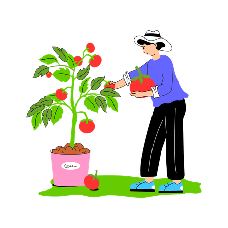 Trabajador recogiendo tomates maduros de la vid.  Ilustración