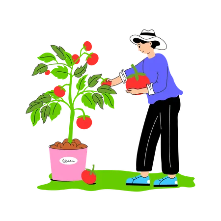 Trabajador recogiendo tomates maduros de la vid.  Ilustración