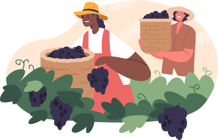 Personajes de trabajadores diligentes que trabajan cuidadosamente cosechando uvas maduras  Ilustración