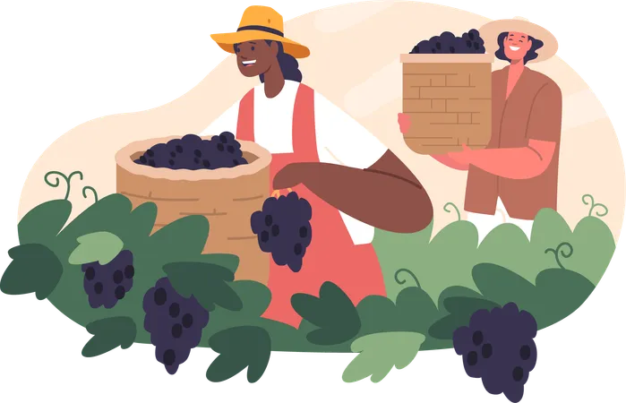 Personajes de trabajadores diligentes que trabajan cuidadosamente cosechando uvas maduras  Ilustración