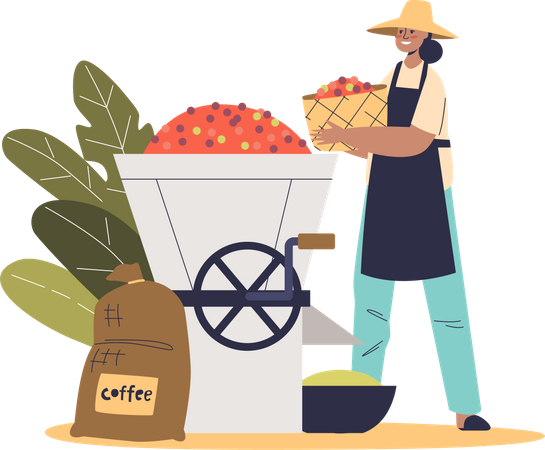 Trabalhador agrícola colocando grãos de café no moedor para torrefação industrial  Ilustração