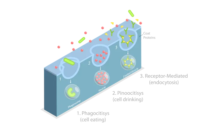 3 D Isometric Flat Vector Conceptual Illustration Of Endocytosis Cell Transports Proteins Into The Cell Illustration