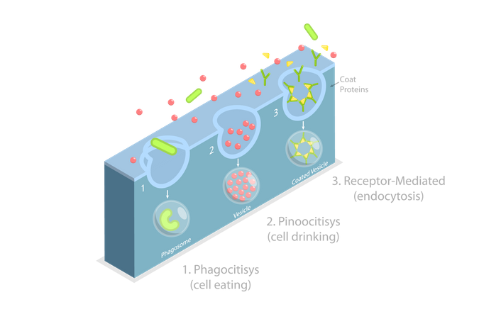 Transporter les protéines dans la cellule  Illustration