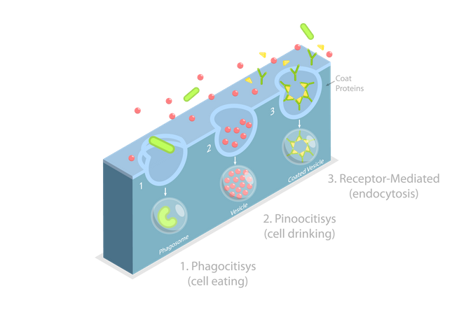 Transportar proteína para dentro da célula  Ilustração
