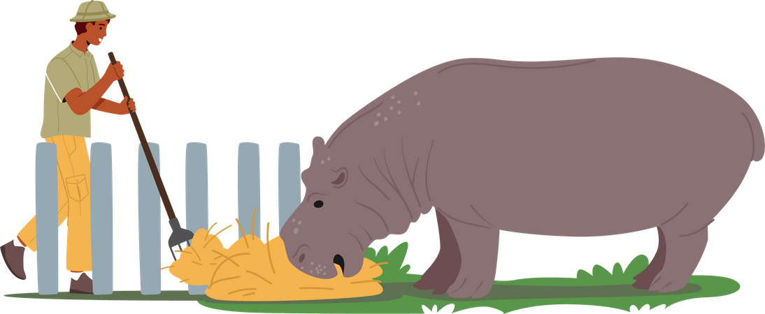 Un employé du zoo nourrit un hippopotame avec du foin  Illustration