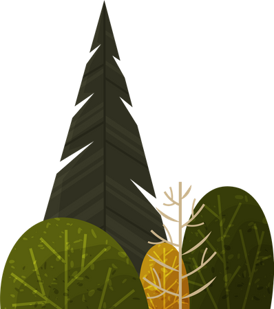 Tree  Illustration