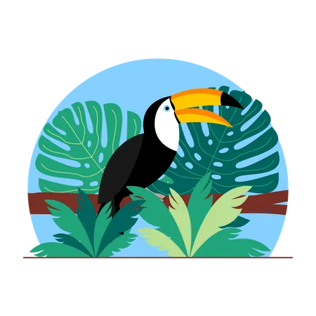 Tucano  Ilustração