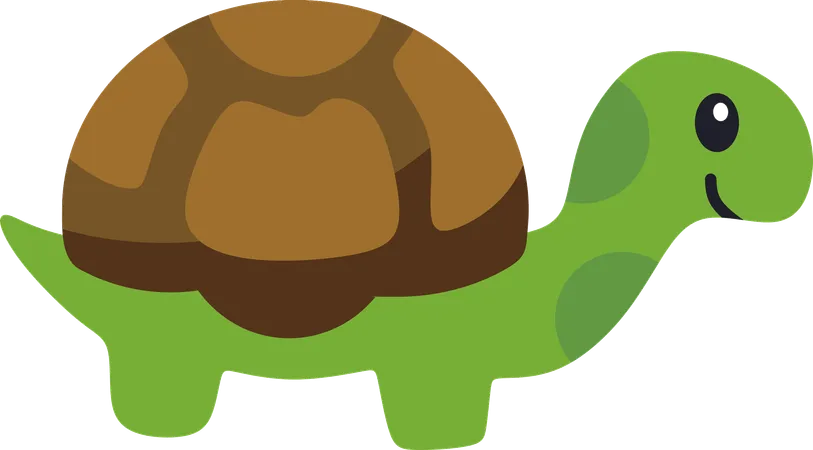 Turtle  Illustration