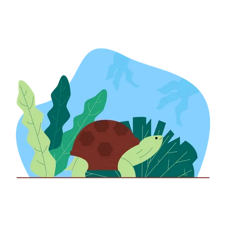 Turtle  Illustration