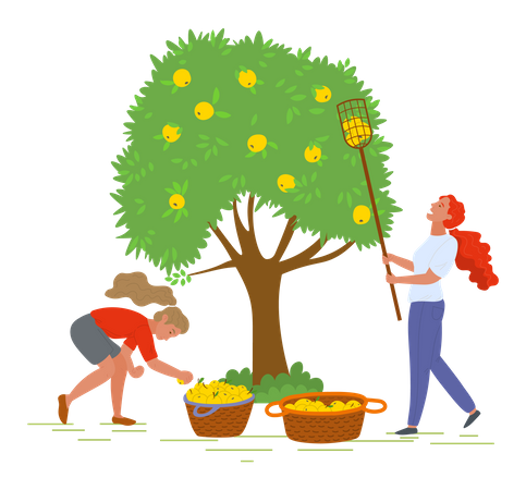 Two girls harvesting fruits  Illustration