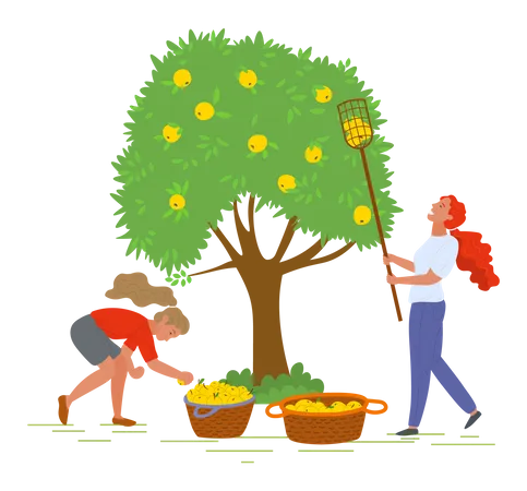 Two girls harvesting fruits  Illustration