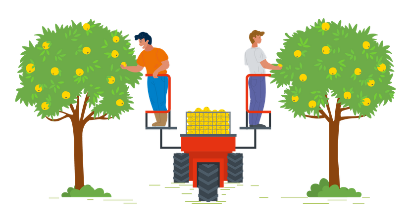 Two man harvesting fruit from tree Illustration