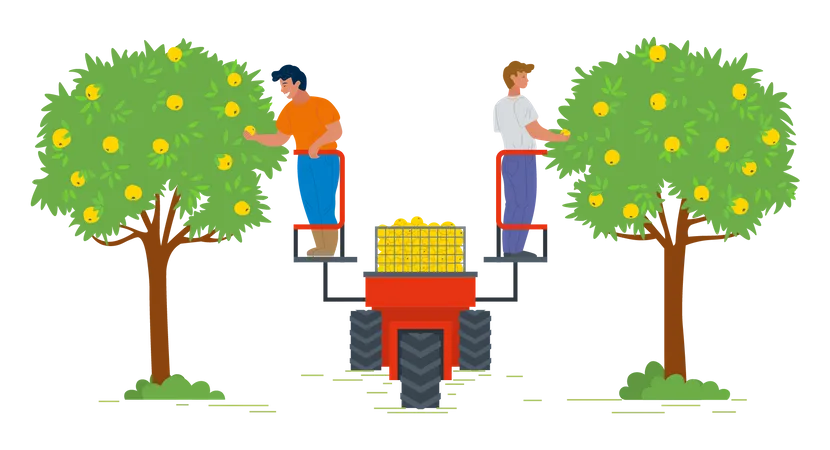 Two man harvesting fruit from tree  Illustration