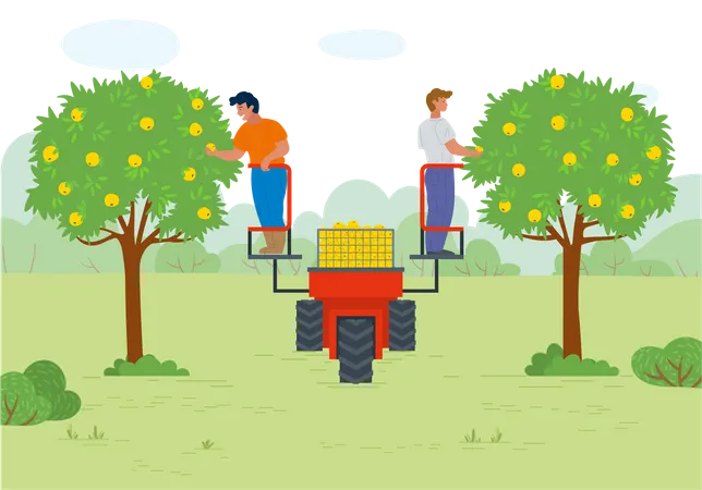Two men gather fruit from tree Illustration