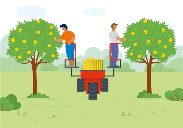 Two men gather fruit from tree  Illustration