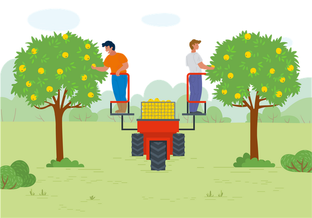 Two men gather fruit from tree  Illustration
