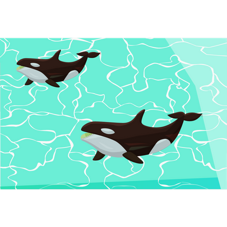 Two whales in sea  Illustration